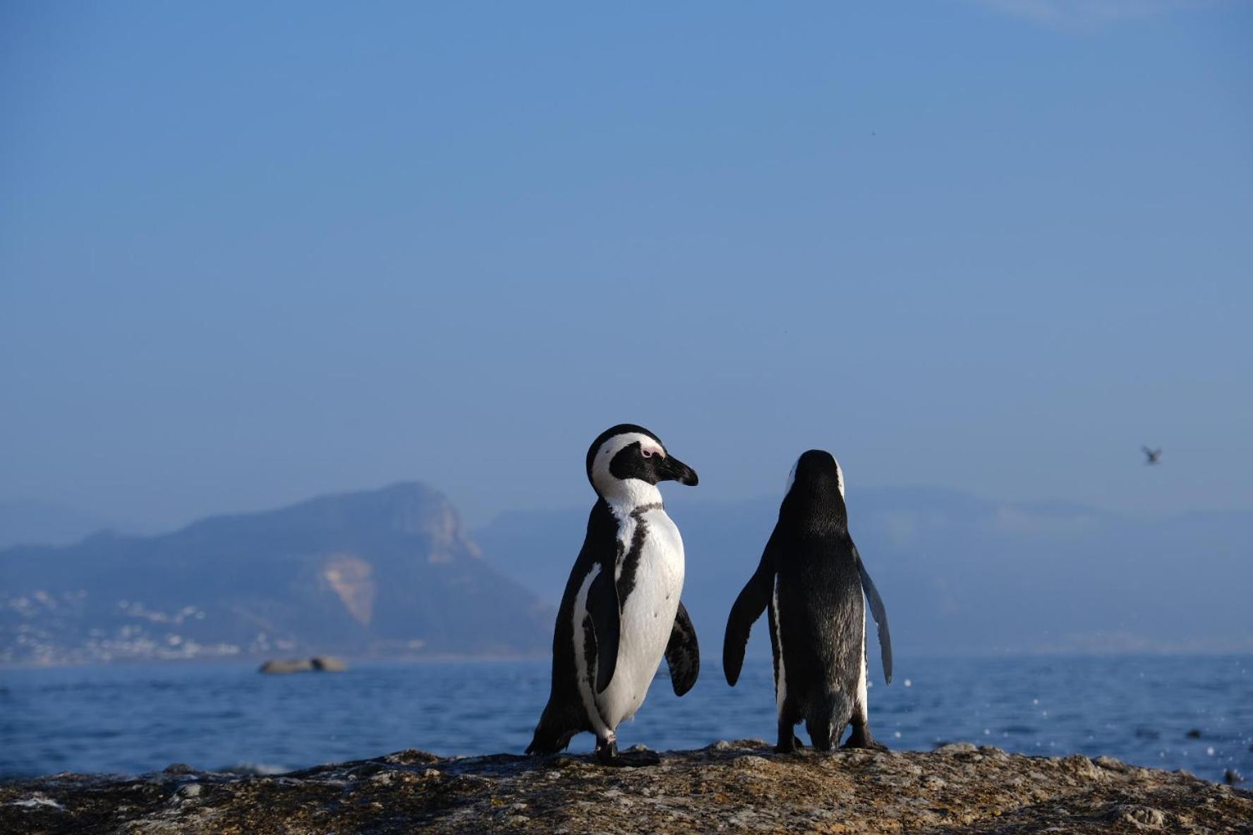 Penguin Haven . Luxury 2 Bedroom, Boulders Beach. Cidade Do Cabo Exterior foto