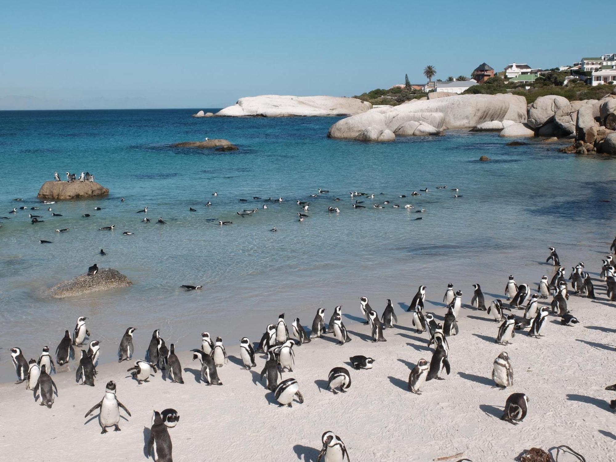 Penguin Haven . Luxury 2 Bedroom, Boulders Beach. Cidade Do Cabo Exterior foto